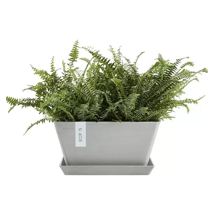 Ecopots Berlin Pflanzschale eckig - Außenmaß (L x B x H): 31,2 x 31,2 x 15,7 cm, Kunststoff, Weiß Grau - Üppige grüne Farnpflanze in einem hellgrauen, rechteckigen Pflanzgefäß mit passendem Untersetzer.