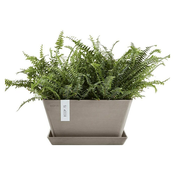 Ecopots Berlin Pflanzschale eckig (Außenmaß (L x B x H): 31,2 x 31,2 x 15,7 cm, Kunststoff, Taupe) | BAUHAUS