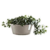 Ecopots Pflanzschale rund Frankfurt (Außenmaß (Ø x H): 30,6 x 15,6 cm, Kunststoff, Taupe) | BAUHAUS
