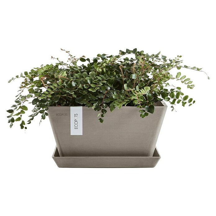 Ecopots Berlin Pflanzschale eckig (Außenmaß (L x B x H): 31,2 x 31,2 x 15,7 cm, Kunststoff, Taupe) | BAUHAUS