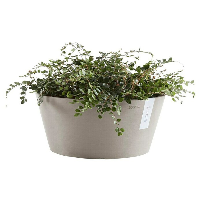 Ecopots Pflanzschale rund Frankfurt (Außenmaß (Ø x H): 30,6 x 15,6 cm, Kunststoff, Taupe) | BAUHAUS