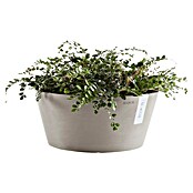 Ecopots Pflanzschale rund Frankfurt (Außenmaß (Ø x H): 30,6 x 15,6 cm, Kunststoff, Taupe) | BAUHAUS