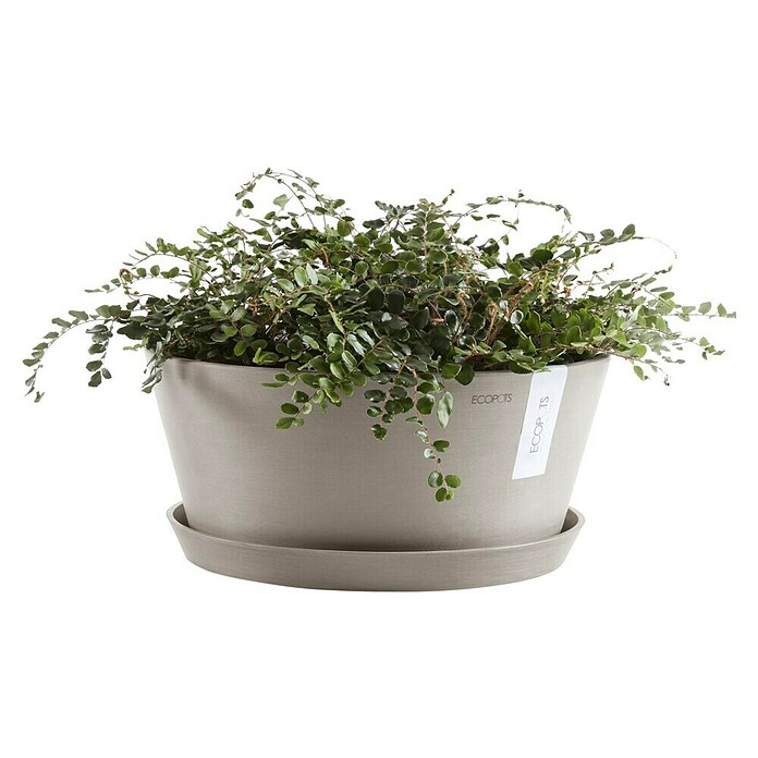 Ecopots Pflanzschale rund Frankfurt (Außenmaß (Ø x H): 41 x 17,8 cm, Kunststoff, Taupe) | BAUHAUS