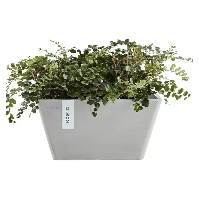 Ecopots Berlin Pflanzschale eckig - Außenmaß (L x B x H): 31,2 x 31,2 x 15,7 cm, Kunststoff, Weiß Grau - Hellgrauer rechteckiger ECOPOTS Pflanzkübel gefüllt mit einer üppigen grünen Blattpflanze.