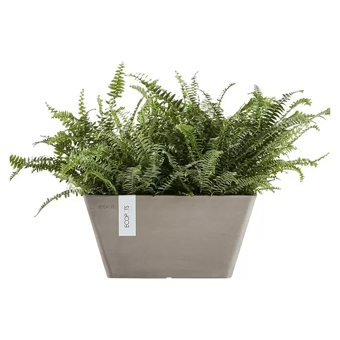 Ecopots Berlin Pflanzschale eckig - Außenmaß (L x B x H): 31,2 x 31,2 x 15,7 cm, Kunststoff, Braungrau - Grüne Farnpflanze in einem rechteckigen grauen Pflanzgefäß mit „ECOPOTS“-Etikett.