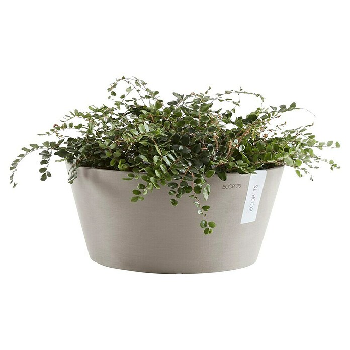 Ecopots Pflanzschale rund Frankfurt (Außenmaß (Ø x H): 41 x 17,8 cm, Kunststoff, Taupe) | BAUHAUS