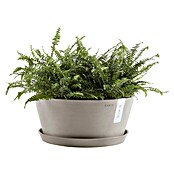 Ecopots Pflanzschale rund Frankfurt (Außenmaß (Ø x H): 30,6 x 15,6 cm, Kunststoff, Taupe) | BAUHAUS