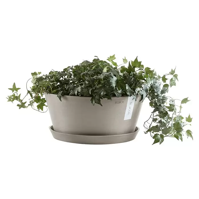 Ecopots Pflanzschale rund Frankfurt - Außenmaß (Ø x H): 30,6 x 15,6 cm, Kunststoff, Braungrau - Efeupflanze in einem grauen Topf mit passendem Untersetzer.