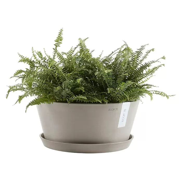 Ecopots Pflanzschale rund Frankfurt - Außenmaß (Ø x H): 41 x 17,8 cm, Kunststoff, Braungrau - Üppiger grüner Farn in einem hellgrauen ECOPOTS Pflanztopf mit passendem Untersetzer.