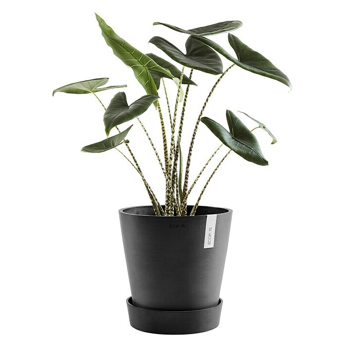 Ecopots Amsterdam Blumentopf-Untersetzer mit Rollen (Außenmaß (Ø x H): 41,6 x 9 cm, Kunststoff, Dunkelgrau) | BAUHAUS