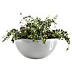 Ecopots Brussels Pflanzschale rund (Außenmaß (Ø x H): 30 x 14,8 cm, Kunststoff, Weiß Grau) | BAUHAUS