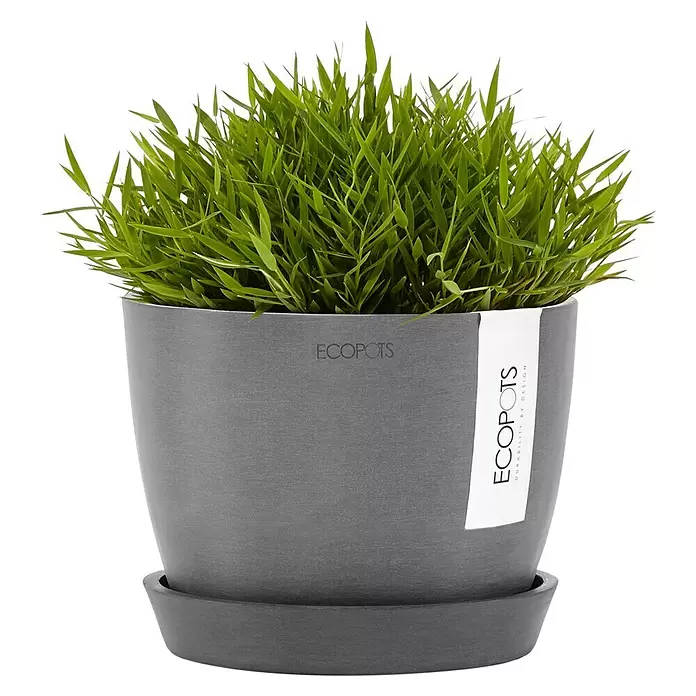 Ecopots Pflanztopf Stockholm - Außenmaß (Ø x H): 16,2 x 12 cm, Kunststoff, Grau - Grauer Topf mit leuchtend grünen Pflanzen und passendem Untersetzer.