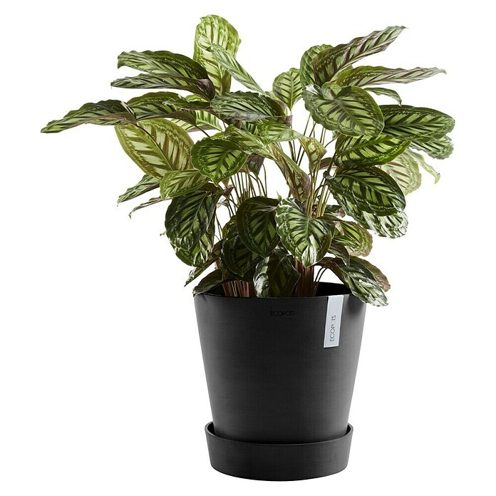 Ecopots Amsterdam Blumentopf-Untersetzer mit Rollen (Außenmaß (Ø x H): 34,1 x 9 cm, Kunststoff, Dunkelgrau) | BAUHAUS