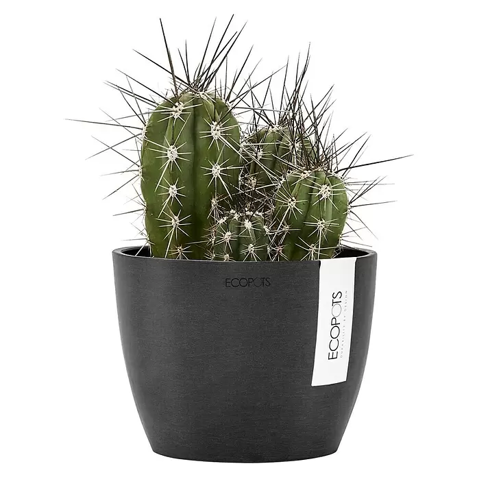 Ecopots Pflanztopf Stockholm - Außenmaß (Ø x H): 16,2 x 12 cm, Kunststoff, Dunkelgrau - Grüner Kaktus mit weißen und dunklen Stacheln in einem dunkelgrauen ECOPOTS Pflanztopf mit weißem Etikett.