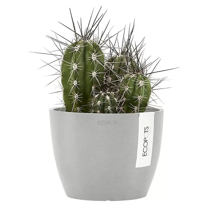 Ecopots Pflanztopf Stockholm - Außenmaß (Ø x H): 16,2 x 12 cm, Kunststoff, Weiß Grau - Topfgrüner Kaktus mit markanten Stacheln in einem glatten, hellgrauen Pflanzgefäß.