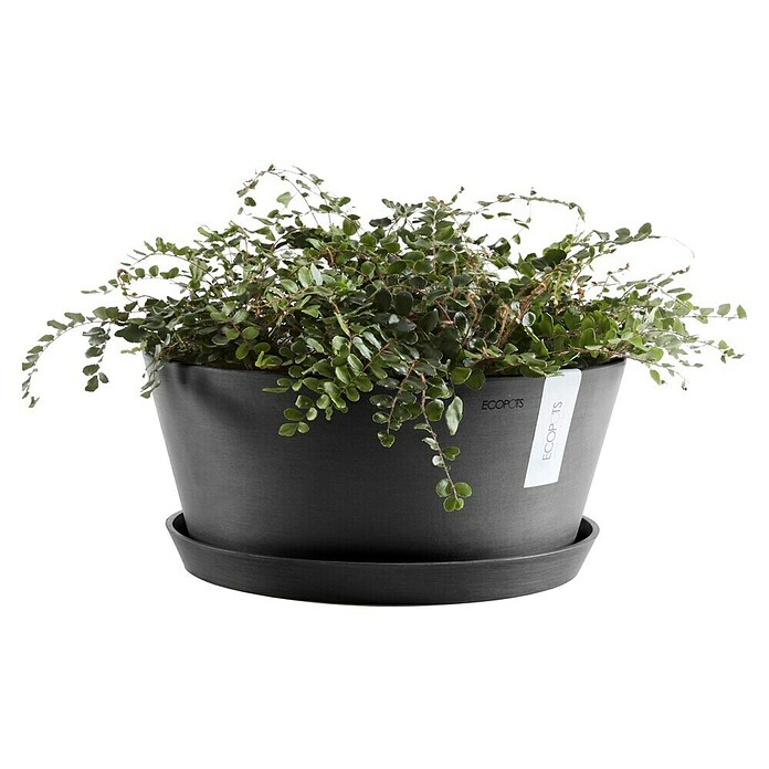 Ecopots Pflanzschale rund Frankfurt (Außenmaß (Ø x H): 50 x 25,7 cm, Kunststoff, Dunkelgrau) | BAUHAUS