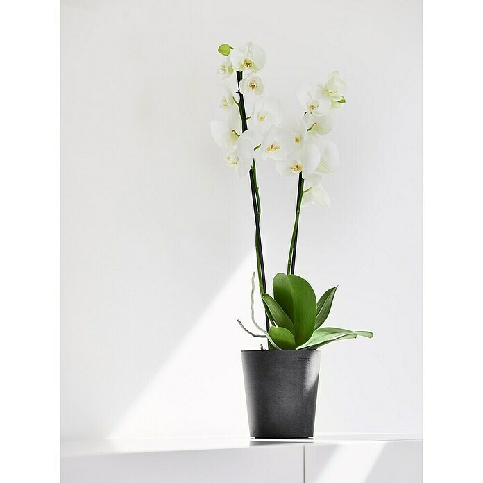 Ecopots Orchideentopf Morinda (Außenmaß (Ø x H): 14,2 x 16 cm, Kunststoff, Dunkelgrau) | BAUHAUS