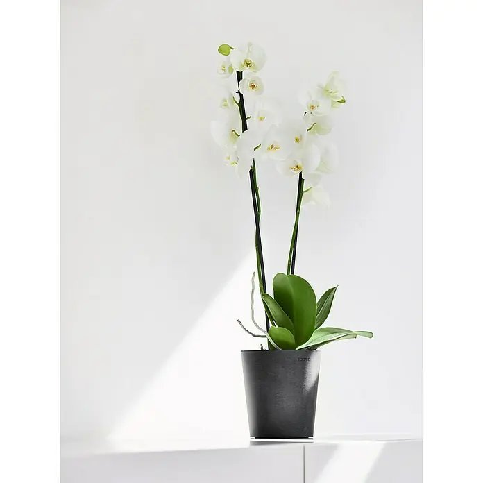 kruter im blumenkasten pflanzen 4er Pflanzen Box italienische Kruter  Green Me Up