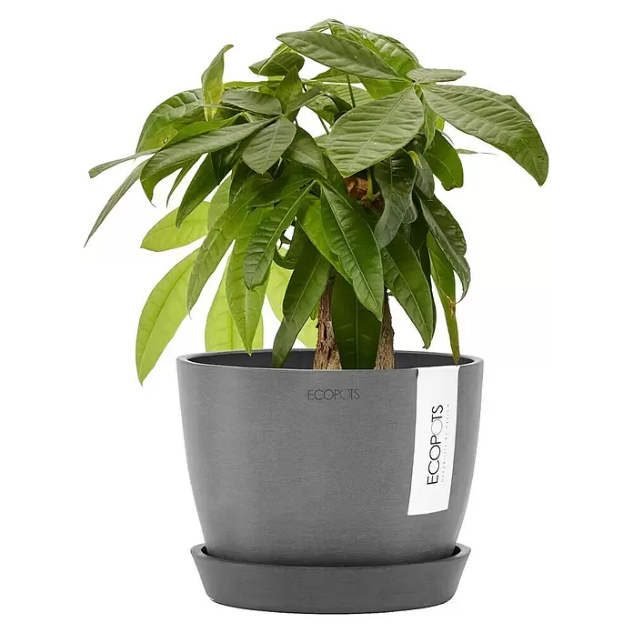 Ecopots Pflanztopf Stockholm - Außenmaß (Ø x H): 16,2 x 12 cm, Kunststoff, Grau - Grüne Pflanze in einem grauen ECOPOTS Pflanztopf mit passendem Untersetzer.
