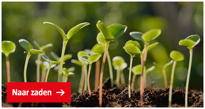ontkiemende-zaadjes-jonge-planten