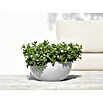 Ecopots Brussels Pflanzschale rund (Außenmaß (Ø x H): 30 x 14,8 cm, Kunststoff, Weiß Grau) | BAUHAUS