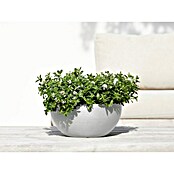 Ecopots Brussels Pflanzschale rund (Außenmaß (Ø x H): 30 x 14,8 cm, Kunststoff, Weiß Grau) | BAUHAUS
