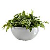 Ecopots Brussels Pflanzschale rund (Außenmaß (Ø x H): 30 x 14,8 cm, Kunststoff, Weiß Grau) | BAUHAUS