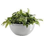 Ecopots Brussels Pflanzschale rund (Außenmaß (Ø x H): 30 x 14,8 cm, Kunststoff, Weiß Grau) | BAUHAUS