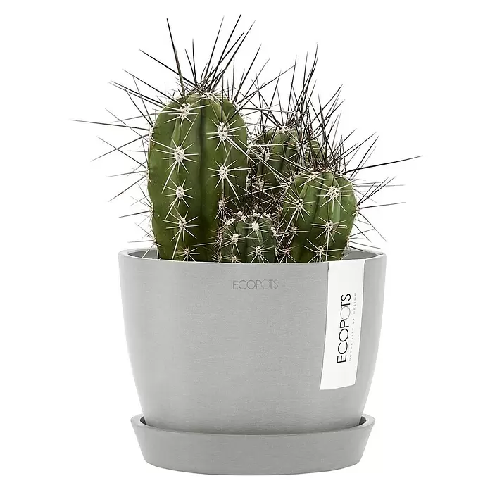 Ecopots Pflanztopf Stockholm - Außenmaß (Ø x H): 16,2 x 12 cm, Kunststoff, Weiß Grau - Grüner Kaktus mit weißen und schwarzen Stacheln in grauem ECOPOTS Topf mit Untersetzer.
