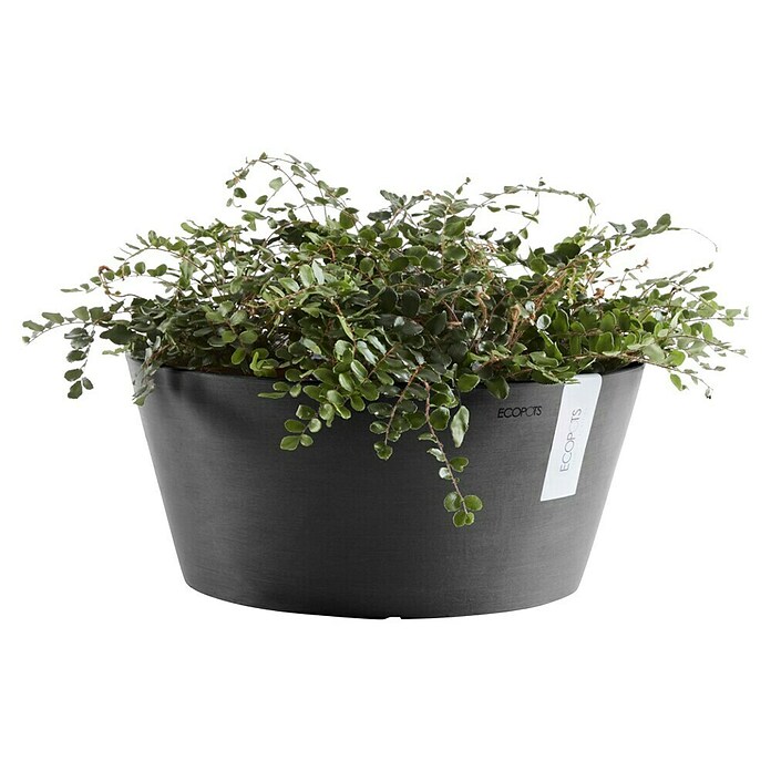 Ecopots Pflanzschale rund Frankfurt (Außenmaß (Ø x H): 50 x 25,7 cm, Kunststoff, Dunkelgrau) | BAUHAUS