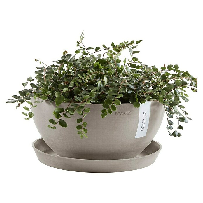 Ecopots Brussels Pflanzschale rund (Außenmaß (Ø x H): 35 x 16,7 cm, Kunststoff, Braungrau) | BAUHAUS