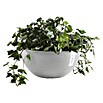 Ecopots Brussels Pflanzschale rund (Außenmaß (Ø x H): 30 x 14,8 cm, Kunststoff, Weiß Grau) | BAUHAUS