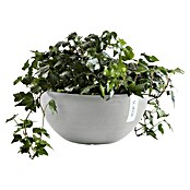 Ecopots Brussels Pflanzschale rund (Außenmaß (Ø x H): 30 x 14,8 cm, Kunststoff, Weiß Grau) | BAUHAUS