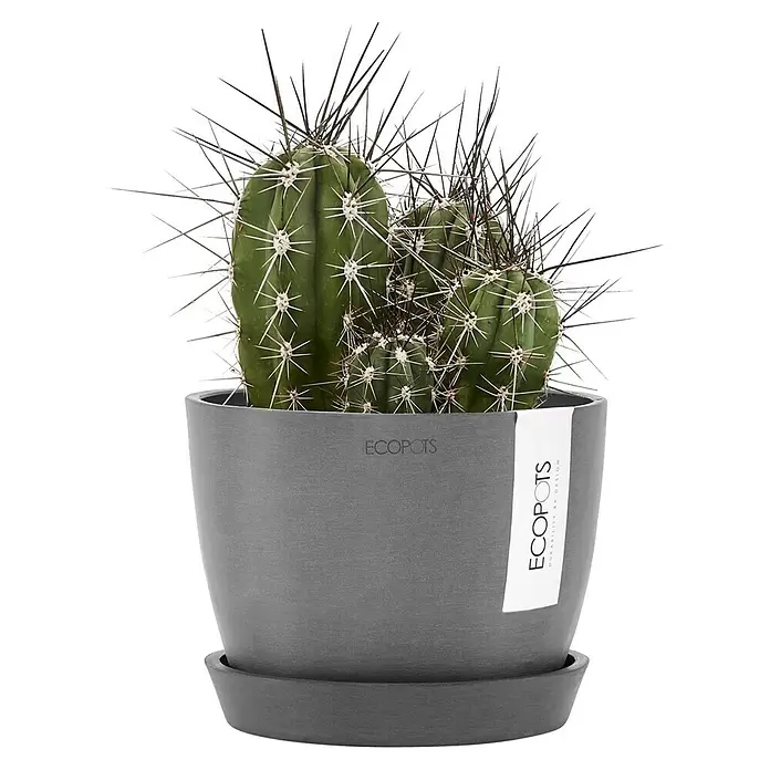 Ecopots Pflanztopf Stockholm - Außenmaß (Ø x H): 16,2 x 12 cm, Kunststoff, Grau - Grüner Kaktus mit scharfen Stacheln in einem grauen Topf mit Markenetikett.