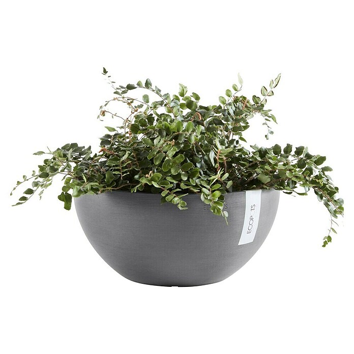 Ecopots Brussels Pflanzschale rund (Außenmaß (Ø x H): 35 x 16,7 cm, Kunststoff, Grau) | BAUHAUS