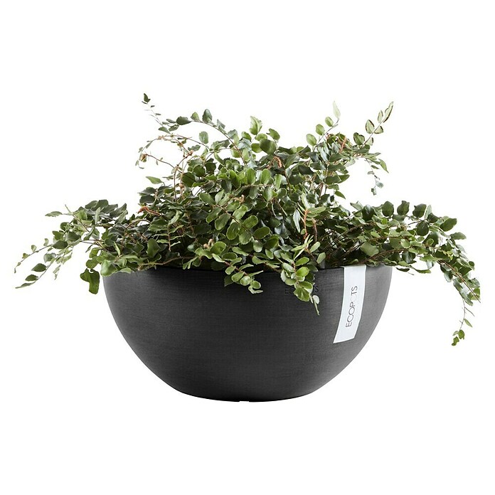 Ecopots Brussels Pflanzschale rund (Außenmaß (Ø x H): 35 x 16,7 cm, Kunststoff, Dunkelgrau) | BAUHAUS