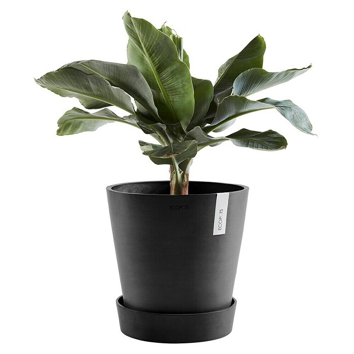 Ecopots Amsterdam Blumentopf-Untersetzer mit Rollen (Außenmaß (Ø x H): 34,1 x 9 cm, Kunststoff, Dunkelgrau) | BAUHAUS