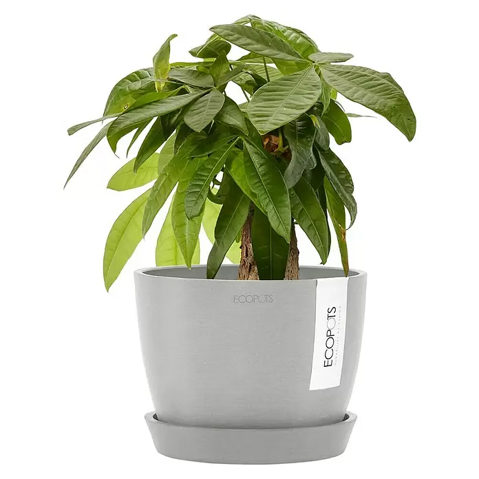 Ecopots Pflanztopf Stockholm - Außenmaß (Ø x H): 16,2 x 12 cm, Kunststoff, Weiß Grau - Grüne Topfpflanze in einem modernen grauen Topf mit passendem Untersetzer.