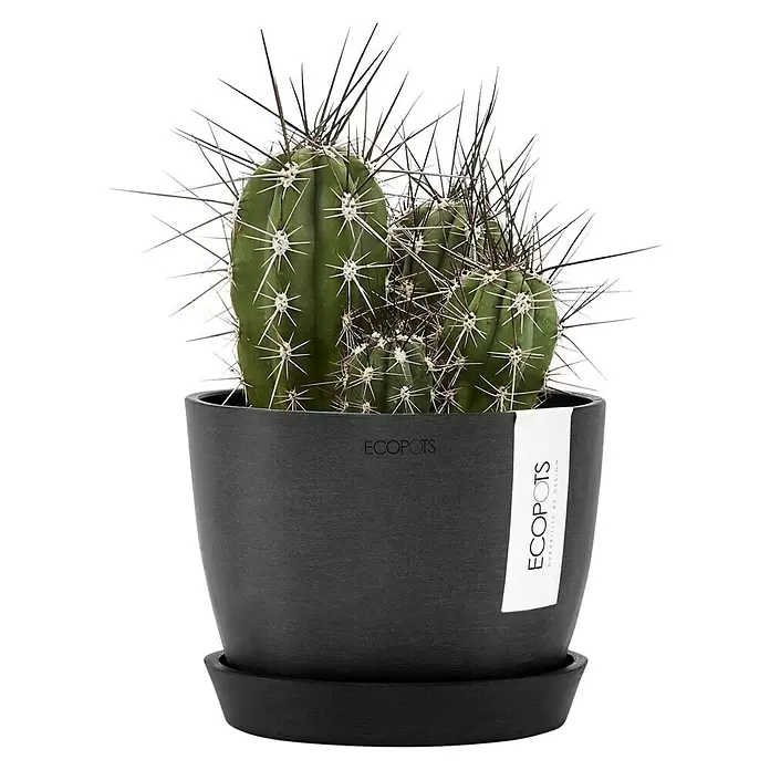 Ecopots Pflanztopf Stockholm - Außenmaß (Ø x H): 16,2 x 12 cm, Kunststoff, Dunkelgrau - Grüner Kaktus im dunkelgrauen ECOPOTS Pflanztopf mit Untersetzer.