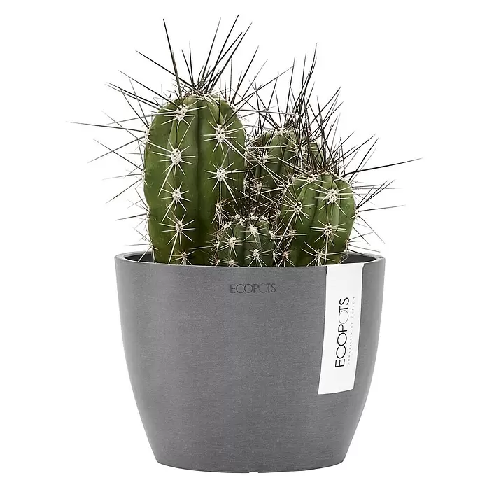 Ecopots Pflanztopf Stockholm - Außenmaß (Ø x H): 16,2 x 12 cm, Kunststoff, Grau - Ein grüner Kaktus mit langen Stacheln in einem grauen ECOPOTS Pflanztopf mit Etikett.