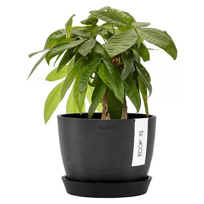Ecopots Pflanztopf Stockholm - Außenmaß (Ø x H): 16,2 x 12 cm, Kunststoff, Dunkelgrau - Grüne Blattpflanze in einem dunkelgrauen ECOPOTS Pflanzgefäß mit passendem Untersetzer.