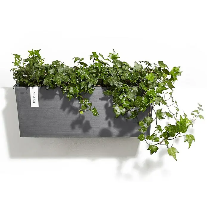Ecopots Bruges Pflanzkasten - Außenmaß (L x B x H): 54,7 x 20 x 20,5 cm, Kunststoff, Grau - Eine graue ECOPOTS Wandbepflanzung mit üppigem Efeu vor einem weißen Hintergrund, die stilvolle und natürliche Akzente setzt.