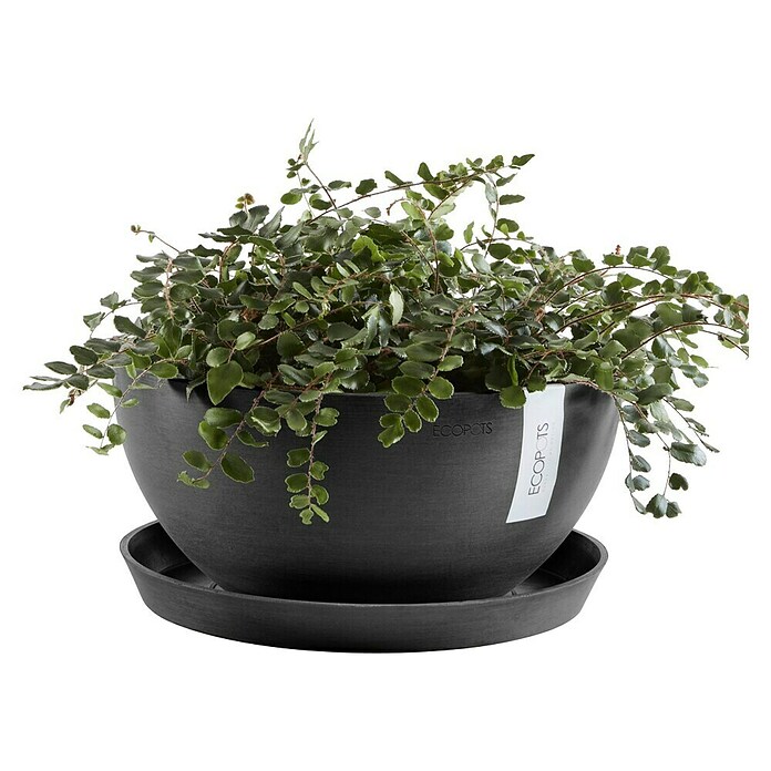 Ecopots Brussels Pflanzschale rund (Außenmaß (Ø x H): 35 x 16,7 cm, Kunststoff, Dunkelgrau) | BAUHAUS