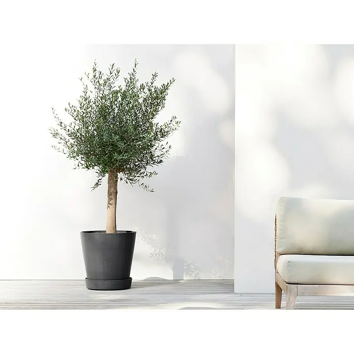 Ecopots Amsterdam Blumentopf-Untersetzer mit Rollen - Außenmaß (Ø x H): 41,6 x 9 cm, Kunststoff, Dunkelgrau - Ein Olivenbaum im Topf steht vor einer weißen Wand, akzentuiert durch weiches Schattenlicht, und ergänzt ein helles Sofa.