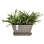 Ecopots Berlin Pflanzschale eckig (Außenmaß (L x B x H): 25,5 x 25,5 x 13 cm, Kunststoff, Taupe) | BAUHAUS