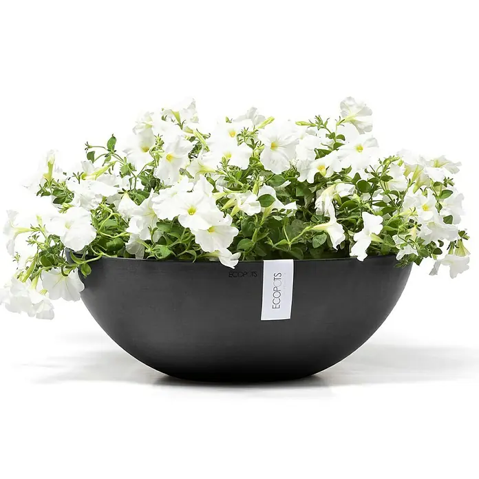 Ecopots Pflanzschale rund Vienna - Außenmaß (Ø x H): 50,4 x 18,5 cm, Dunkelgrau - Eine schwarze ECOPOTS-Pflanzschale mit weißen Petunien, die eine elegante und umweltfreundliche Note für jeden Raum bietet.