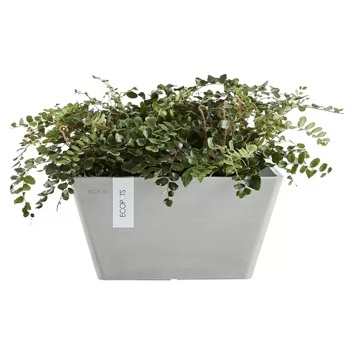 Ecopots Berlin Pflanzschale eckig - Außenmaß (L x B x H): 25,5 x 25,5 x 13 cm, Kunststoff, Weiß Grau - Hellgrauer rechteckiger ECOPOTS-Pflanzkübel mit einer üppigen Grünpflanze.