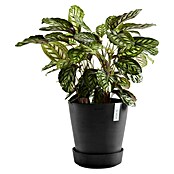 Ecopots Amsterdam Blumentopf-Untersetzer mit Rollen (Außenmaß (Ø x H): 28,7 x 8,3 cm, Kunststoff, Dunkelgrau) | BAUHAUS