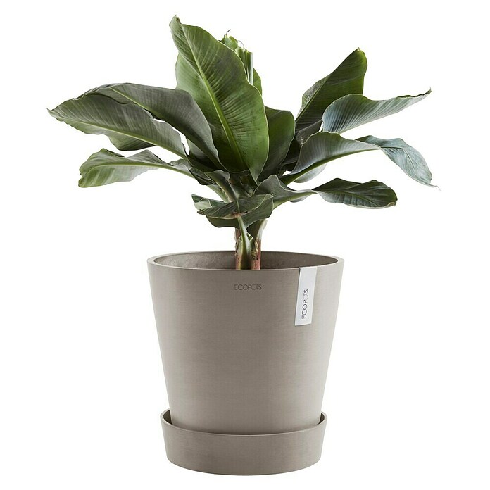 Ecopots Amsterdam Blumentopf-Untersetzer mit Rollen (Außenmaß (Ø x H): 28,7 x 8,3 cm, Kunststoff, Taupe) | BAUHAUS