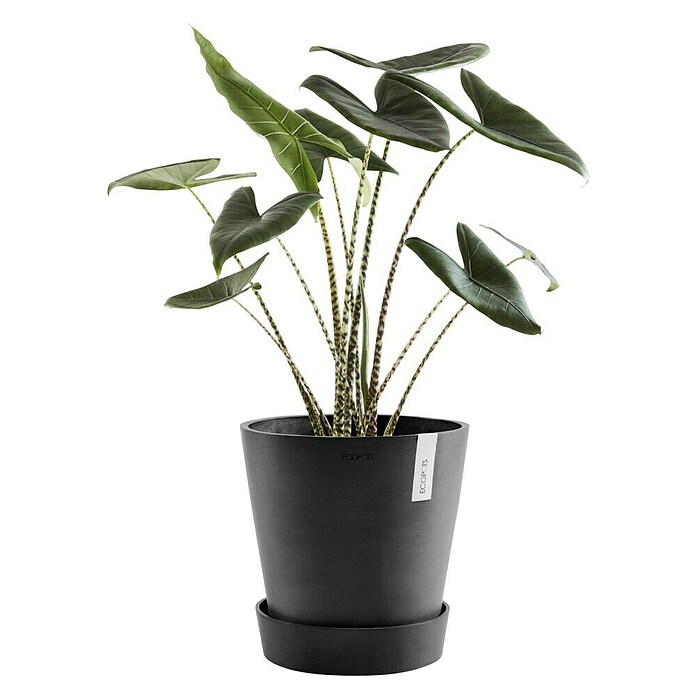 Ecopots Amsterdam Blumentopf-Untersetzer mit Rollen (Außenmaß (Ø x H): 28,7 x 8,3 cm, Kunststoff, Dunkelgrau) | BAUHAUS